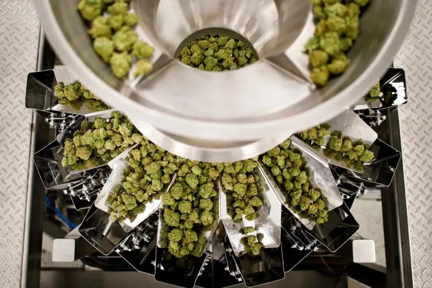 El 60% del cannabis consumido en California proviene del cultivo clandestino