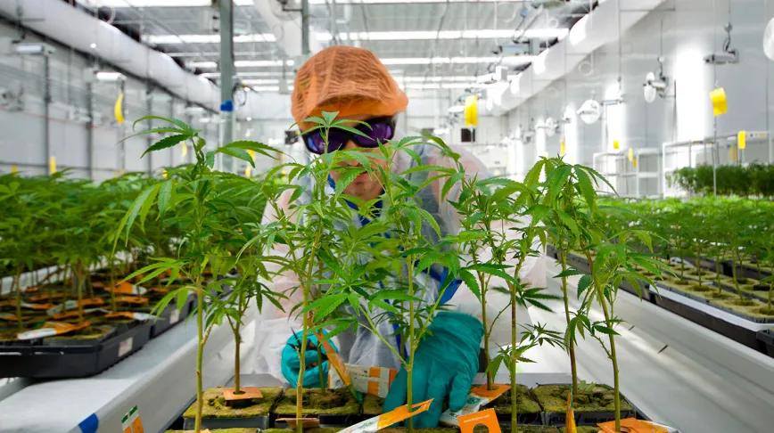 La compañía estatal Entourage Health Corp