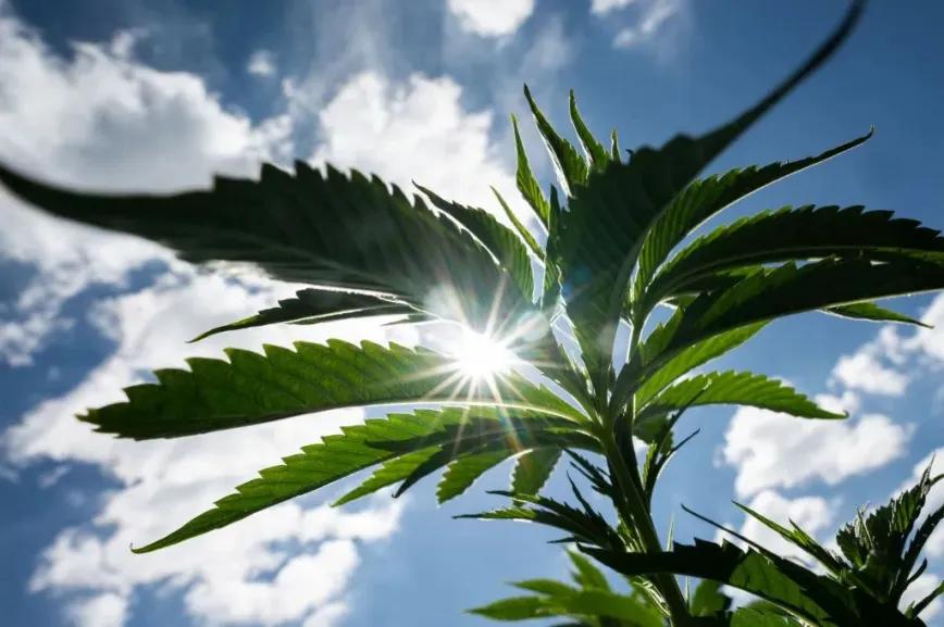La industria legal de cannabis en EEUU contamina lo mismo que 10 millones de automóviles