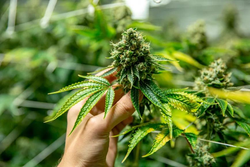 El activismo cannábico argentino recurre a la Justicia para frenar el ataque de Milei hacia la industria