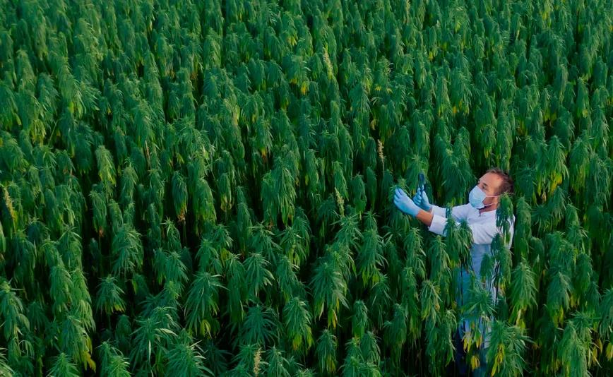 Ucrania incrementaría sus cultivos de cáñamo un 33% durante 2025