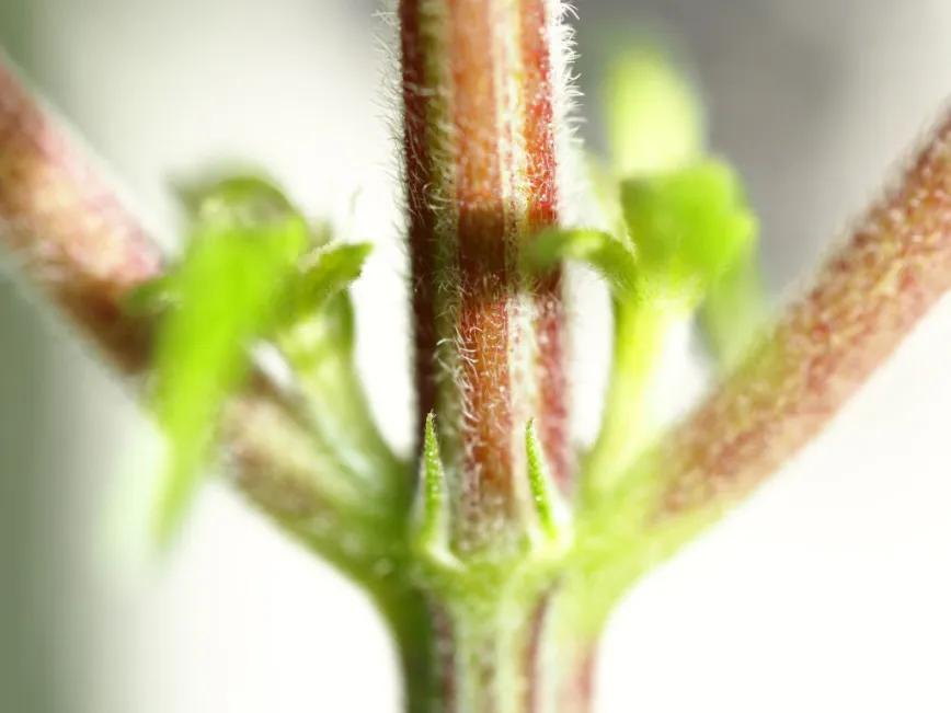 Los tallos del cannabis tienen capacidades antiinflamatorias