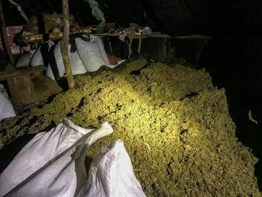 Marihuana descompuesta aguardando para ir a prensa.