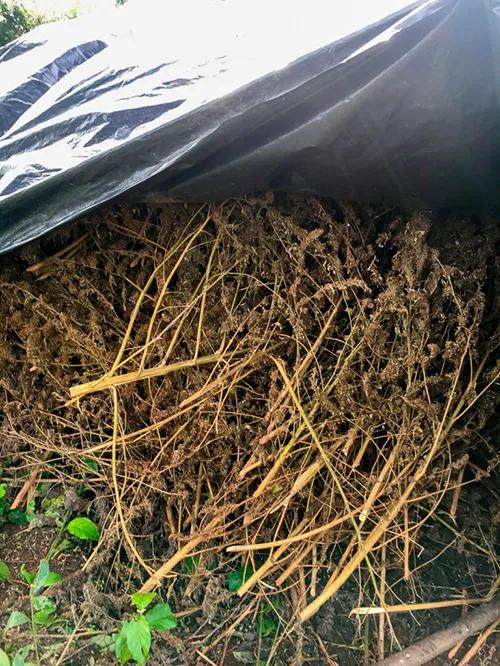 Marihuana secándose directamente sobre la tierra.