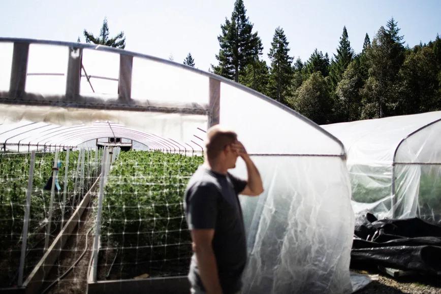 Más de mil pequeños productores de cannabis californianos están a punto de perder sus licencias