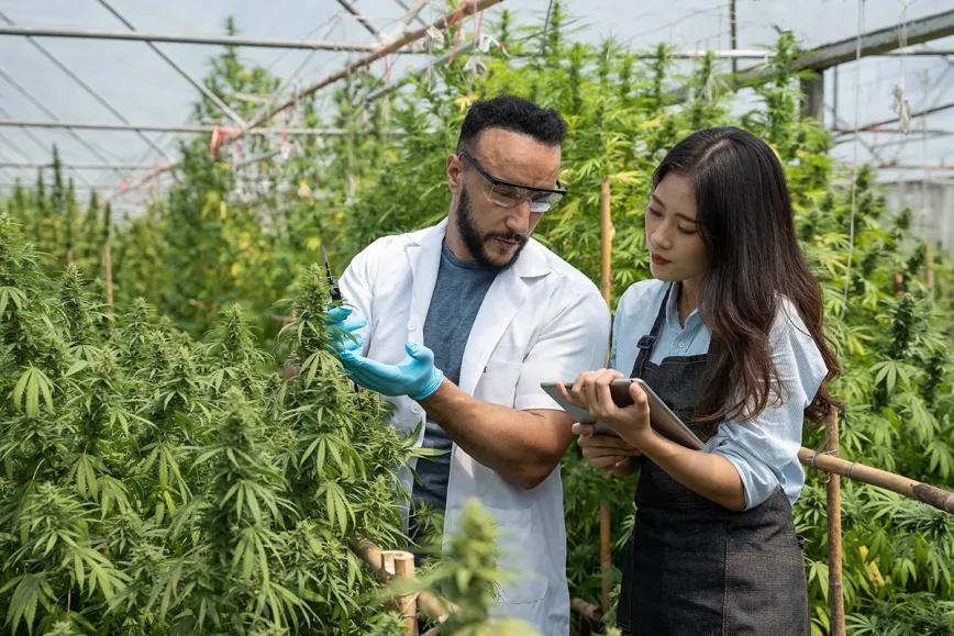 El estado de Nueva York y sindicatos capacitarán a los trabajadores de la industria del cannabis