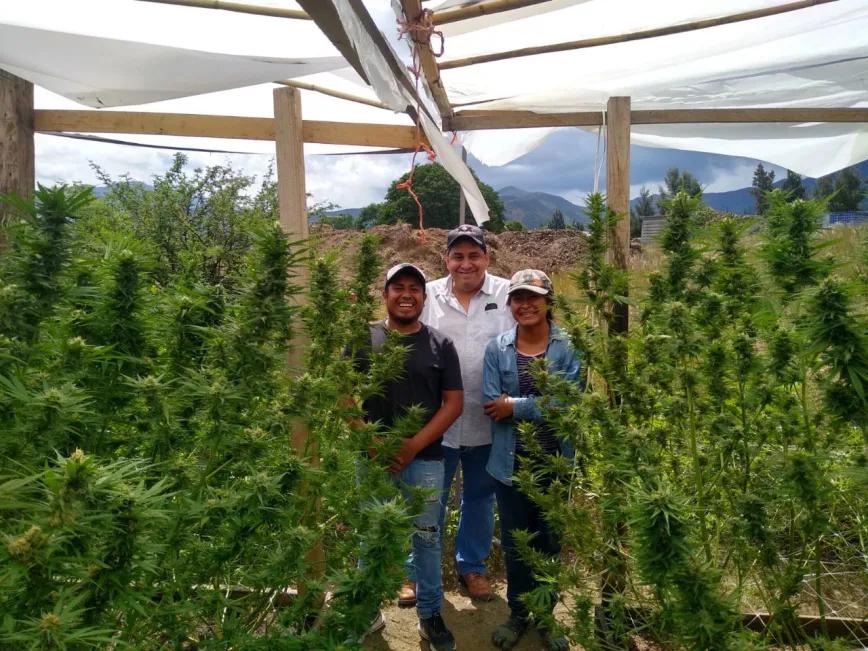 Indígenas de Oaxaca denuncian la criminalización de productores de cannabis habilitados por el Estado mexicano