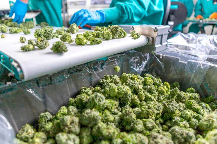 Robo de marihuana en Uruguay reabre debate sobre su modelo de regulación