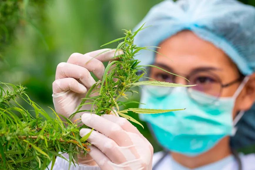 Presentan proyecto de ley sobre cannabis medicinal en Eslovenia