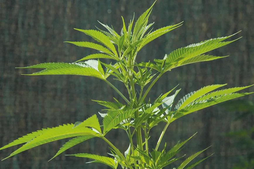 Las plantas de cannabis aman el sol y lo necesitan en grandes cantidades para producir buenas cosechas. 