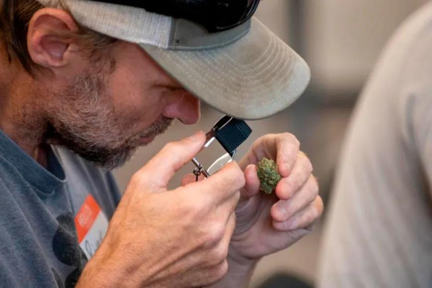 Ganjier: el nuevo experto del cannabis