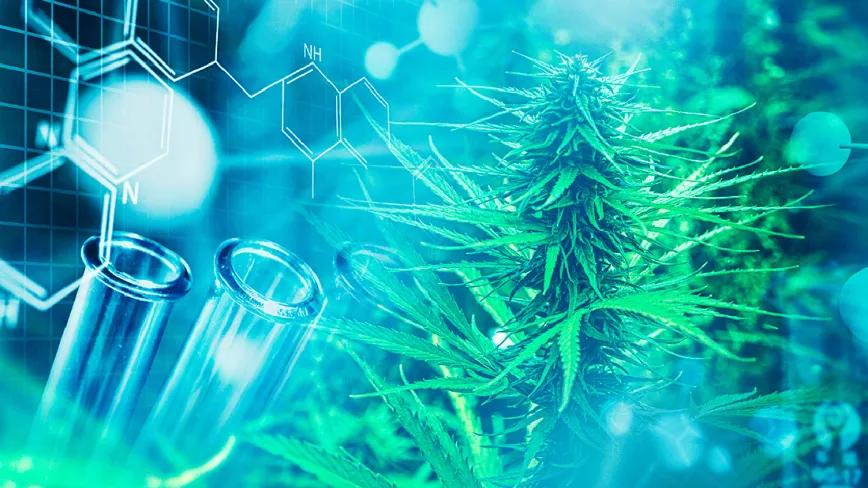 Amplio respaldo científico al uso del cannabis en el tratamiento del cáncer