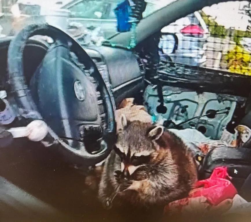 Mapache al interior de un auto fue encontrado con pipas, metanfetamina y crack
