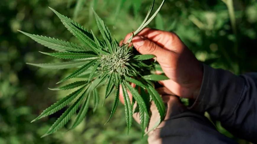 Argentina consolida su agenda federal sobre cannabis y cáñamo