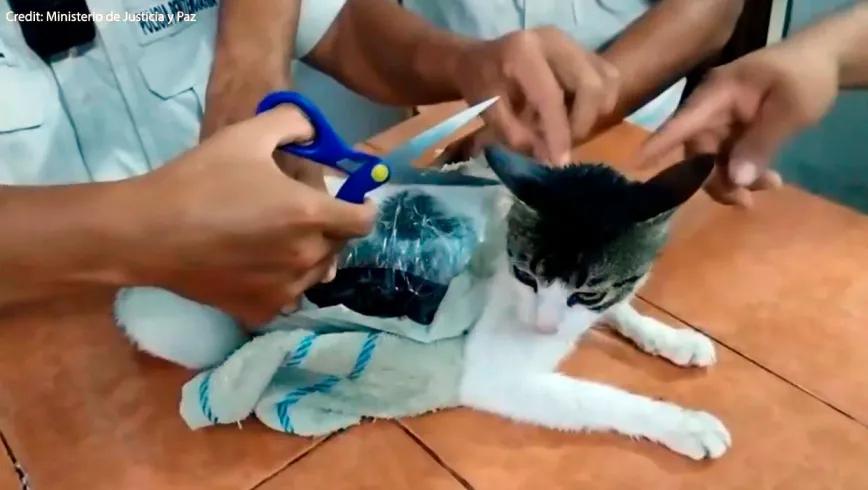 Capturan a gato cargado con cannabis y heroína en Costa Rica