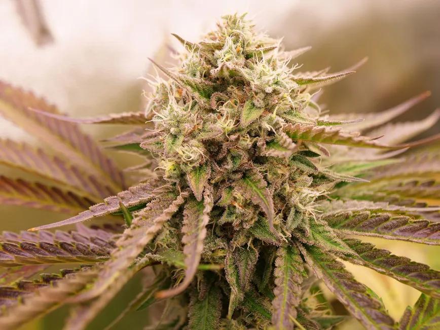 Appalachian Kush Early Version de World of Seeds