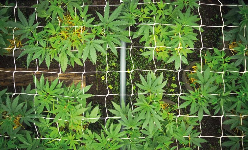 Cultivar cannabis para salvar un planeta que agoniza. Por Santiago Carrillo 