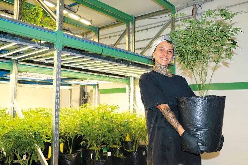 Cultivar cannabis para salvar un planeta que agoniza. Por Santiago Carrillo 