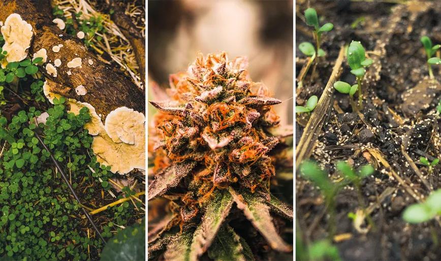 Cultivar cannabis para salvar un planeta que agoniza. Por Santiago Carrillo 