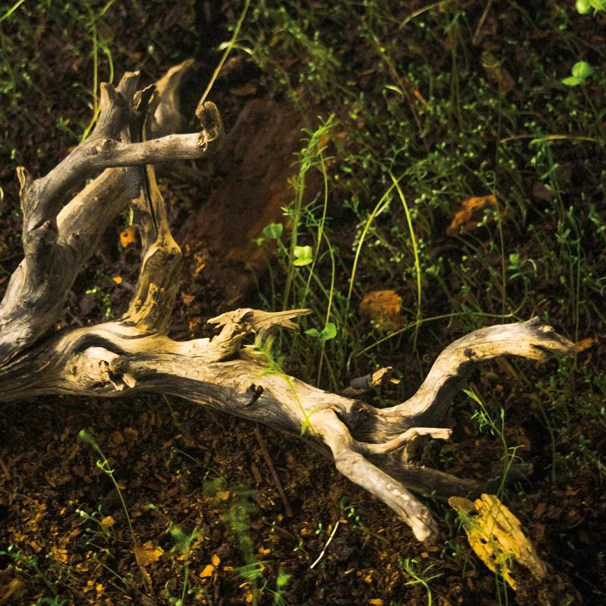 Cultivar cannabis para salvar un planeta que agoniza. Por Santiago Carrillo 