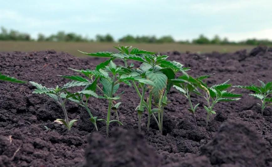Moldavia impulsa el cultivo de cáñamo industrial tras su legalización