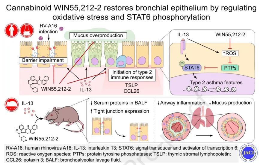 El cannabinoide WIN55,212-2 restaura el epitelio bronquial regulando el estrés oxidativo y la fosforilación de STAT6.
