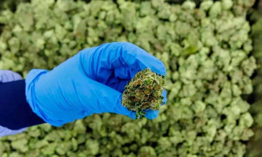 Alemania bate récord de importación de cannabis medicinal en 2025
