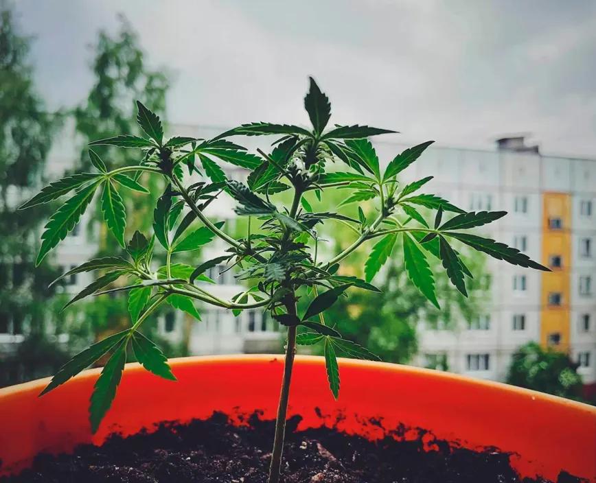 República Checa despenaliza el autocultivo de cannabis