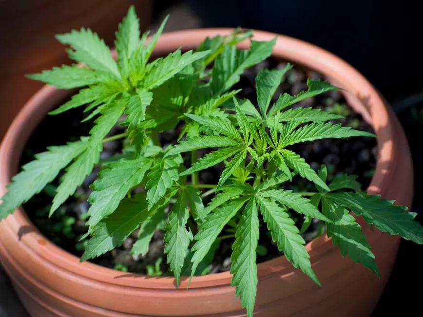 Se archiva proyecto de autocultivo en Paraguay