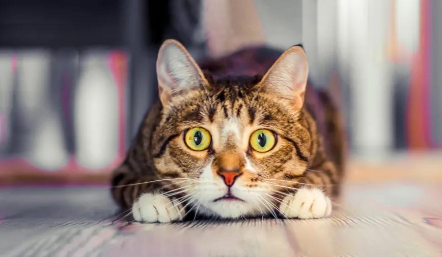 CBD reduce la ansiedad felina causada por ruidos intensos