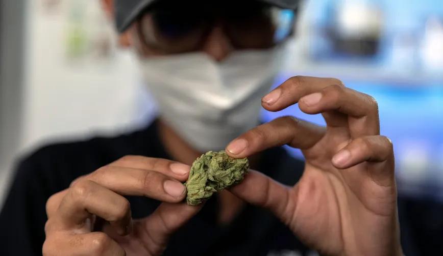 Pakistán invierte en cannabis medicinal, pero carece de regulación efectiva