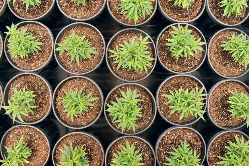 Cómo escoger a la campeona: guía para seleccionar una gran planta madre