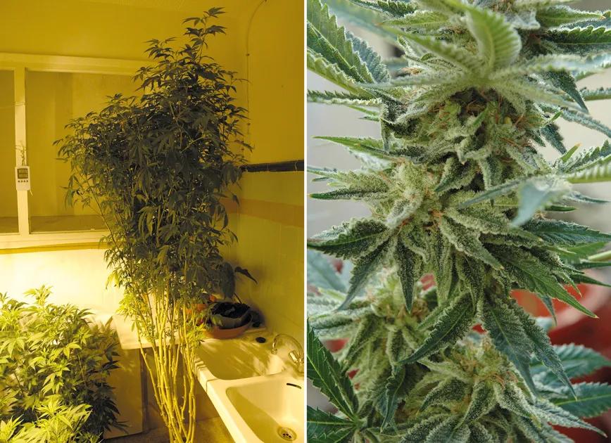 Cómo escoger a la campeona: guía para seleccionar una gran planta madre