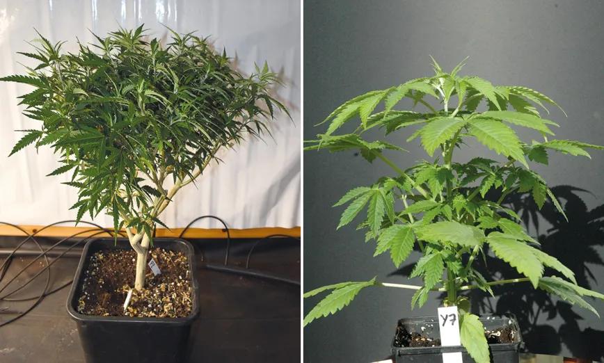 Cómo escoger a la campeona: guía para seleccionar una gran planta madre 