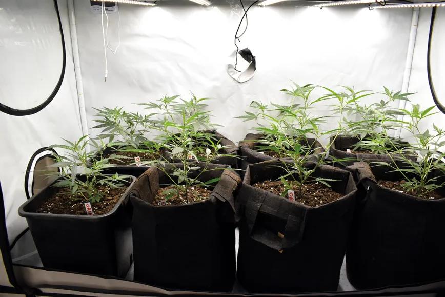 Un pequeño armario de madres es todo lo que hace falta para mantener una buena colección de genéticas vivas. 