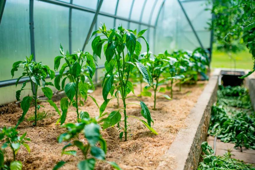 GrowLobby Los mejores growshops online de España en 2025