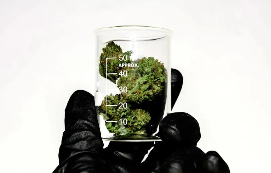 Colombia desarrolla método eficaz para eliminar THC del cannabis