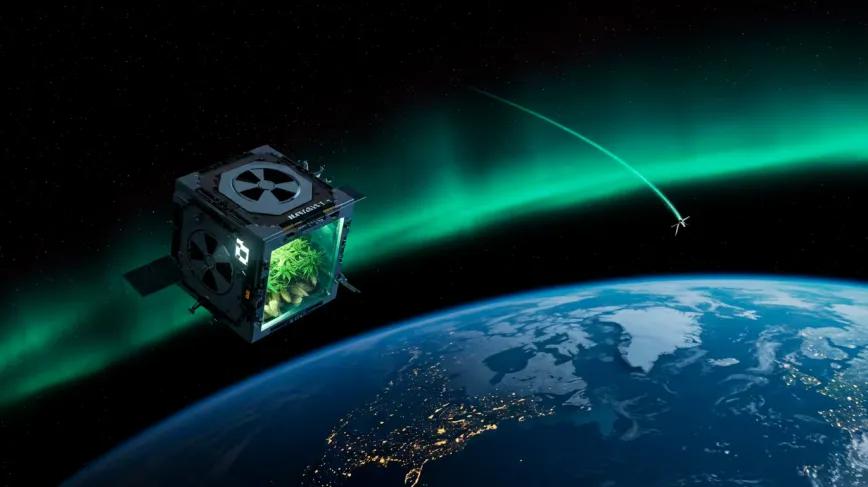Fracasa el experimento que llevaba semillas de cannabis al espacio