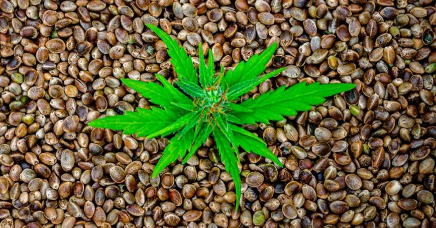 Seeds Santa María: innovación cannábica desde Mollerussa