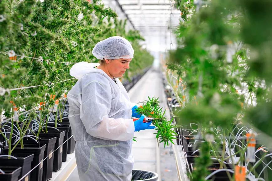 Tilray expande su presencia en Italia con cannabis medicinal