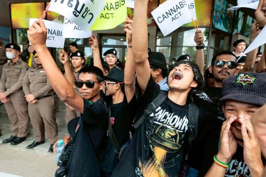 Manifestantes exhiben carteles con mensajes pro legalización del cannabis frente al Ministerio de Salud en Bangkok, en el marco de una protesta contra la posible decisión de volver a penalizar la marihuana en Tailandia.