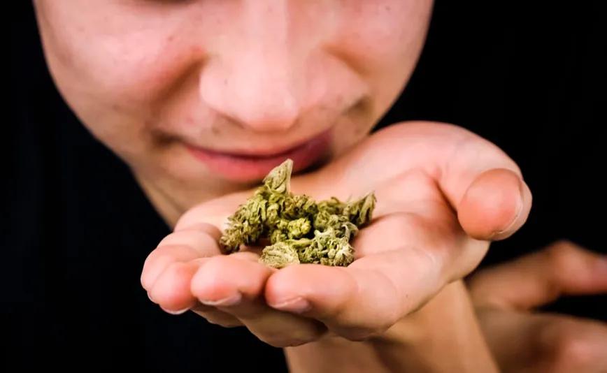 Qué le da al cannabis sus aromas y sabores únicos