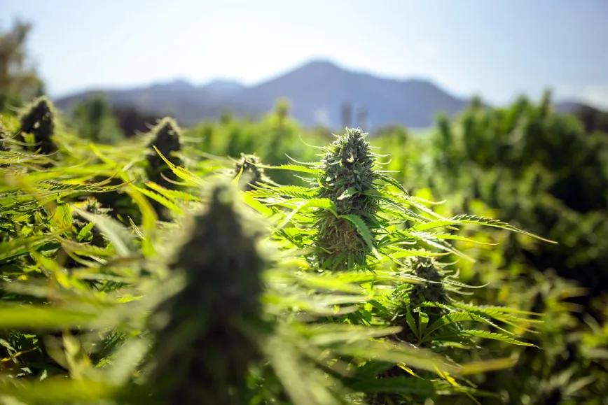 El renacimiento del cáñamo en Eslovaquia