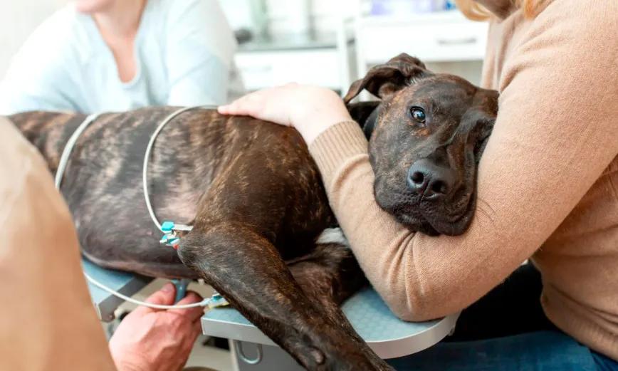 CBD/CBDA es seguro en perros bajo quimioterapia