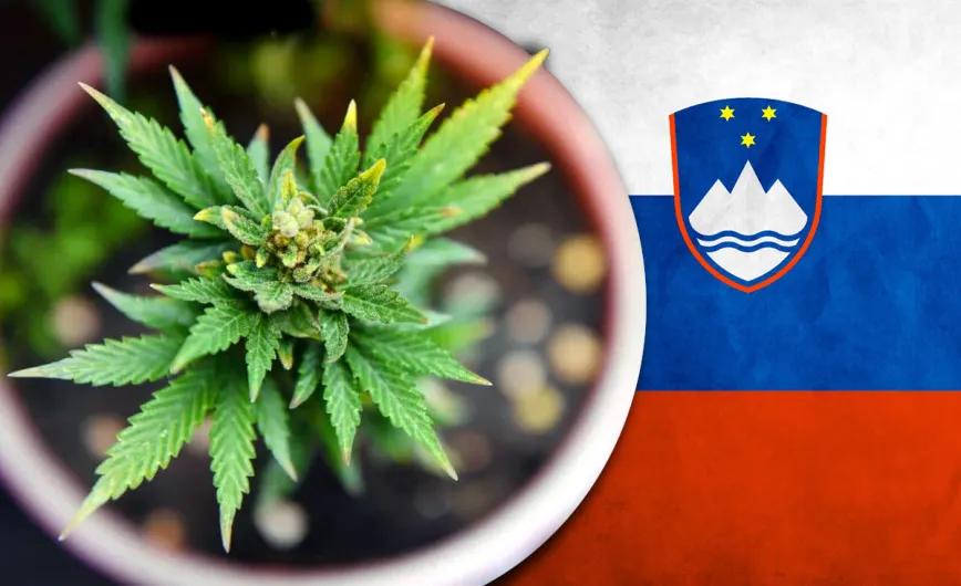 Eslovenia avanza hacia una regulación integral del cannabis