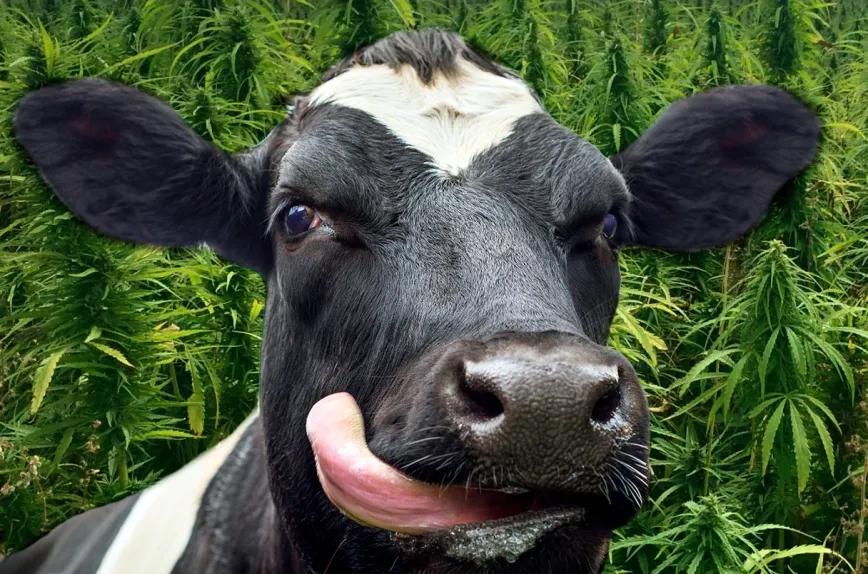 La leche de vacas alimentadas con cáñamo no contiene THC