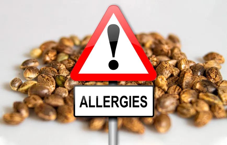 Investigadores franceses descubren posibles alérgenos en semillas de cáñamo