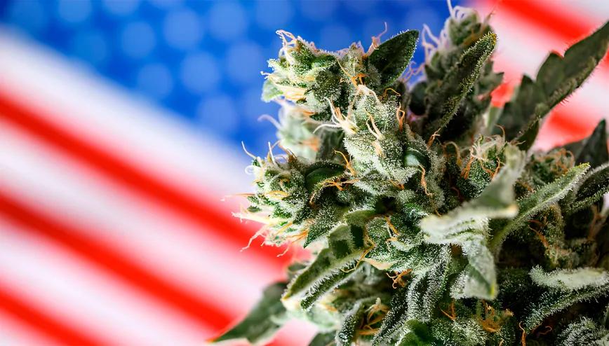 Legalización del uso adulto en EE UU está desplazando a pacientes de cannabis medicinal