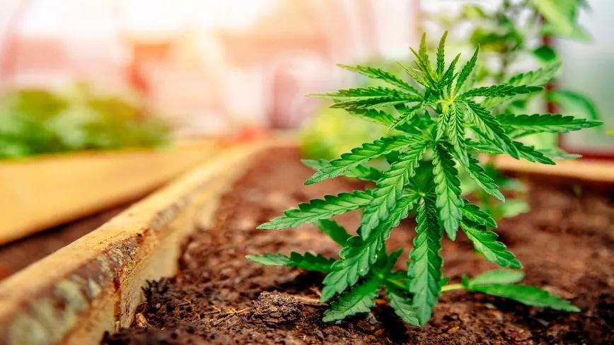 El autocultivo de cannabis incita a la jardinería doméstica