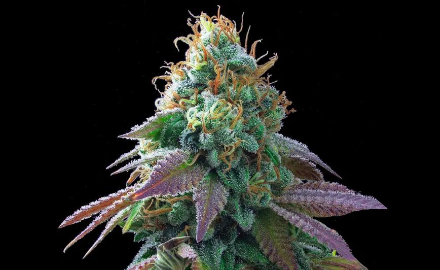 Spritzer x Rainbow Sherbert